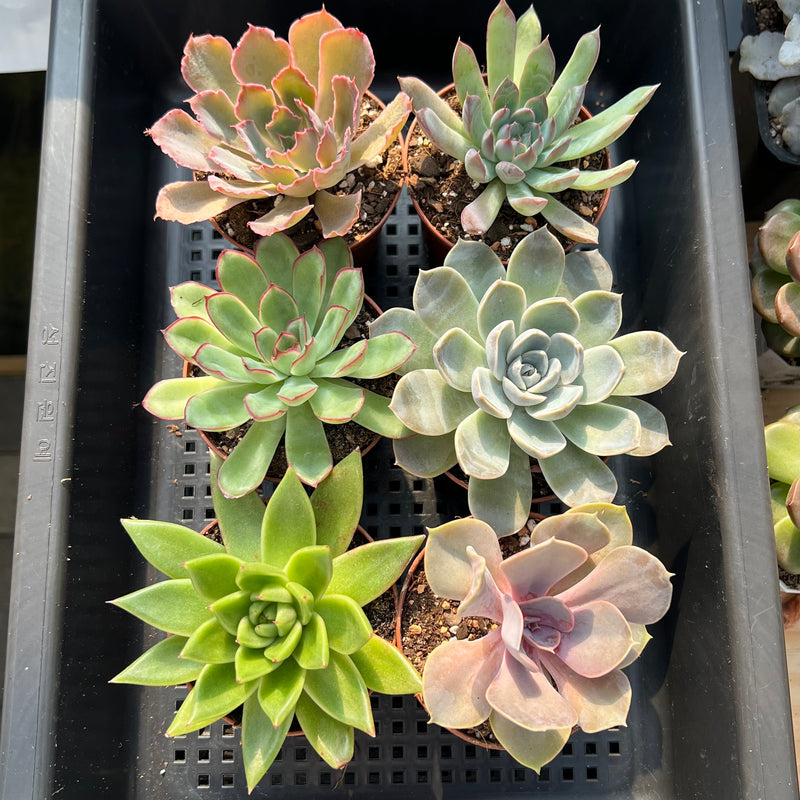 succulent assortment Classic Potted Succulent Plant 3" Assortment Set/Pack (1, 6, 8 or 10 Pack)