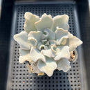 Echeveria 'Crispate Beauty' 3" Succulent Plant