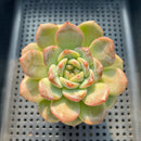 Echeveria 'Pumpkin' Jelly Type 2"-3" Succulent Plant
