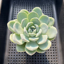 Echeveria 'Icy Green' 3" Succulent Plant