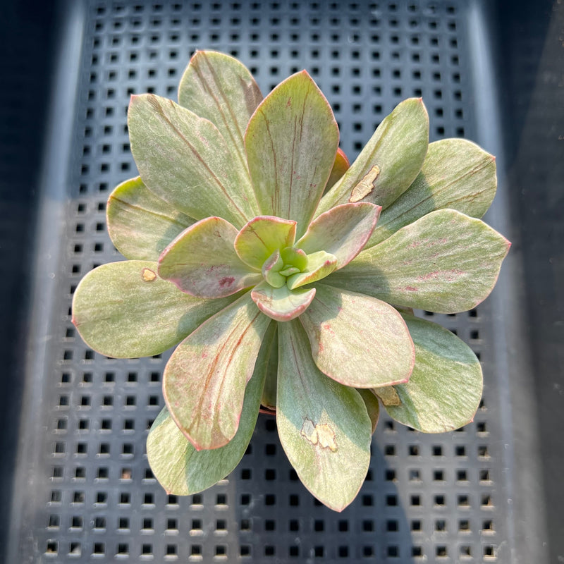 succulent mosaic Echeveria 'Hanaikada' Mosaic Variegated 2" (100% Grown In House) Succu –  True Succulents Plant Co