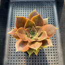Echeveria 'Mysterious Rose' Super Clone 2"-3" Succulent Plant