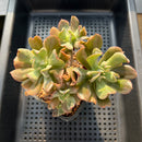 Echeveria 'Black Hawk' 3"-4" ('Topsy Turvey' x 'Black Prince') Succulent Plant