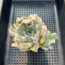 Echeveria 'Thriller Pearl' 2"-3" Succulent Plant
