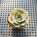 Echeveria Eurychlamys 2" Succulent Plant
