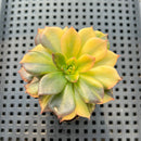 Echeveria 'Black Prince' Variegated 2"-3" Succulent Plant