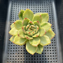 Echeveria 'Jaoki' (자옥이) Variegated 2"-3" Succulent Plant