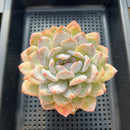 Echeveria 'Orange Monroe' 4" Large Succulent Plant
