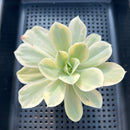 Echeveria 'Japan Moon River’ Variegated 3” Succulent Plant