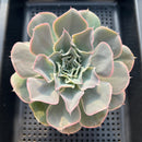 Echeveria 'Morning Light' 3"-4" Succulent Plant