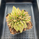 Echeveria 'Elkhorn' Variegated Crested 3" Succulent Plant