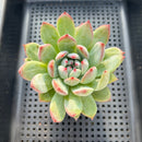 Echeveria Colorata Hybrid 3" Succulent Plant