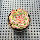 Echeveria 'Marcel' 1" Succulent Plant