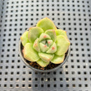 Echeveria 'Gremlin' 1" Succulent Plant