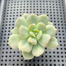 Echeveria 'Cream Puff' 1"-2" Succulent Plant