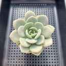 Echeveria 'Ice Cream' 3" Succulent Plant