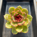 Echeveria sp. 4"-5" Succulent Plant