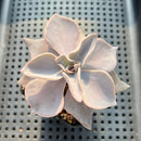 Echeveria Rodolfi 2"-3" Succulent Plant