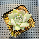 Echeveria 'Larega' 1" Succulent Plant