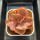 Echeveria 'Golden State' Variegated 3" Succulent Plant Cutting