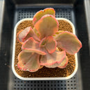 Echeveria 'Golden State' Variegated 3" Succulent Plant Cutting