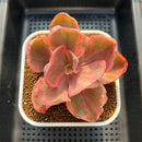 Echeveria 'Golden State' Variegated 3" Succulent Plant Cutting