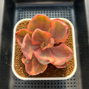 Echeveria 'Golden State' Variegated 3" Succulent Plant Cutting