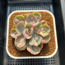 Echeveria 'Beyonce' Variegated 3" Succulent Plant Cutting
