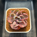 Echeveria 'Beyonce' Variegated 3" Succulent Plant Cutting
