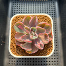 Echeveria 'Beyonce' Variegated 3" Succulent Plant Cutting