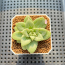 Echeveria Agavoides 'Wrinkle Maria' 2" Succulent Plant Cutting