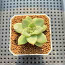 Echeveria Agavoides 'Wrinkle Maria' 2" Succulent Plant Cutting