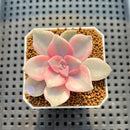 Graptopetalum 'Purple Delight' Variegated 2" Succulent Plant Cutting
