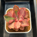 Echeveria 'Suyon' Variegated 2" Succulent Plant Cutting