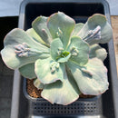 Echeveria 'Paul Bunyan' 5" Succulent Plant Cutting