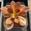 Echeveria 'Primadonna' Non-Variegated 3" Succulent Plant Cutting
