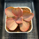 Echeveria 'Suyon' Variegated 2" Succulent Plant Cutting