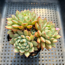 Echeveria 'Pine Cone' 2"-3" Cluster Succulent Plant