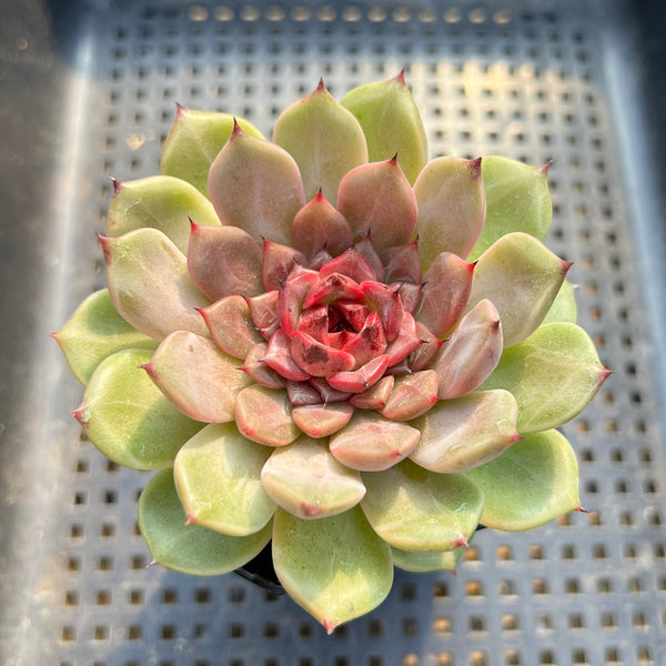 cindy succulents Echeveria 'Cindy' 3