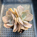 Echeveria 'White Kisses' 2" Succulent Plant