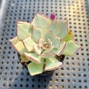 Echeveria Strictiflora 2" Succulent Plant
