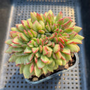 Echeveria 'Dracula' Crested 3"-4" Succulent Plant