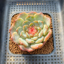 Echeveria 'Blossoming' Jelly Type 2" Succulent Plant Cutting