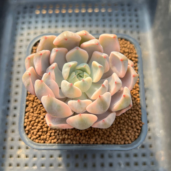 pretty in pink succulent Echeveria 'Pretty In Pink' Variegated 2