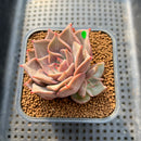 Echeveria 'Pink Madiba' 2" Succulent Plant Cutting