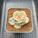 Echeveria 'Pink Barbie' Jelly Type (핑크바비) 2" Succulent Plant