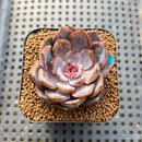 Echeveria 'Raley' 2" New Hybrid Succulent Plant Cutting