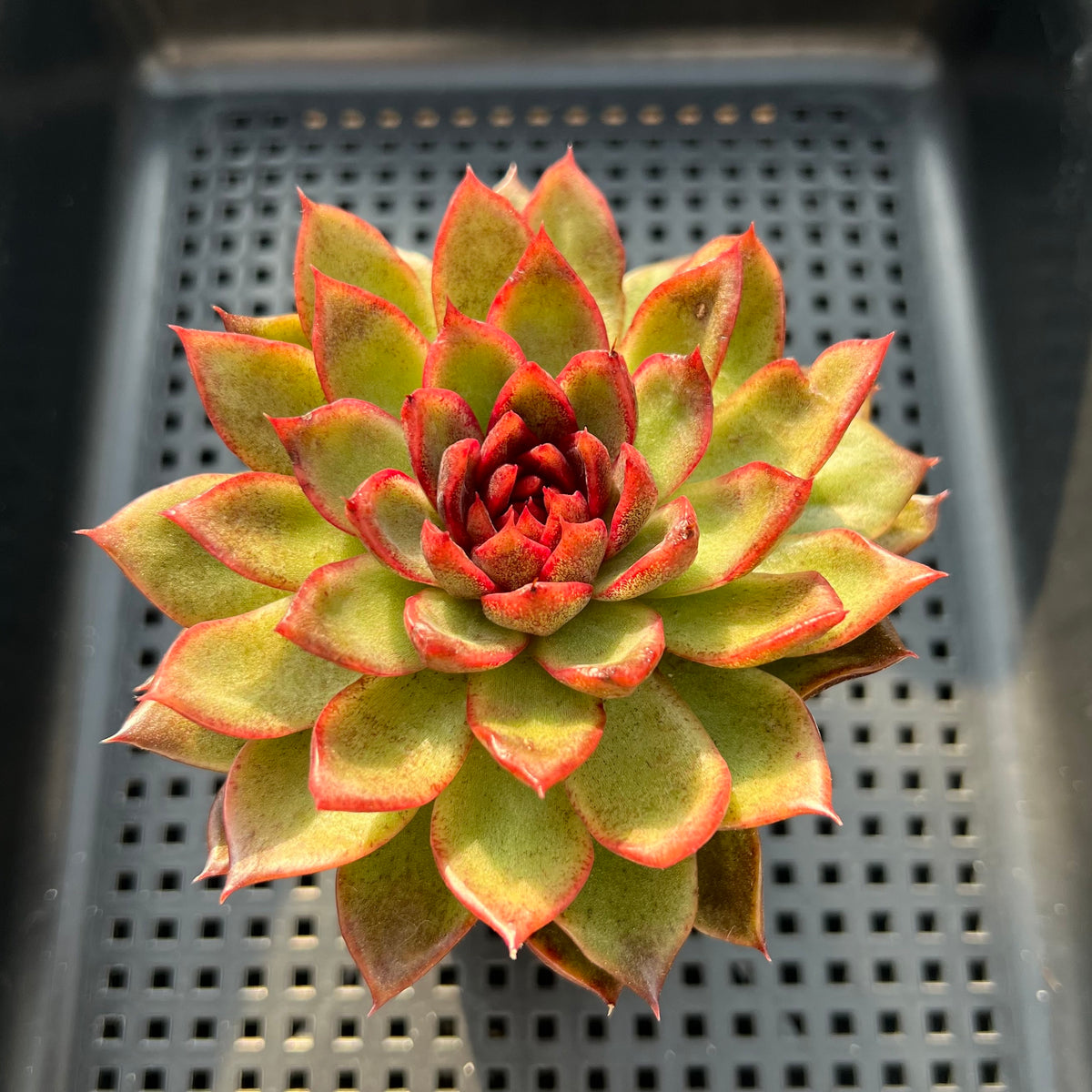 Echeveria 'Rosa Pink' 2"-3" Succulent Plant (Potted)
