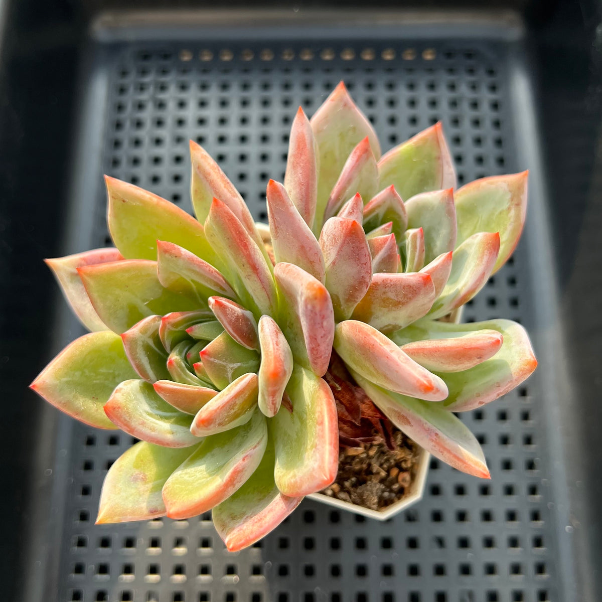 Echeveria 'White Champaign' 3"-4" Succulent Plant (Potted)