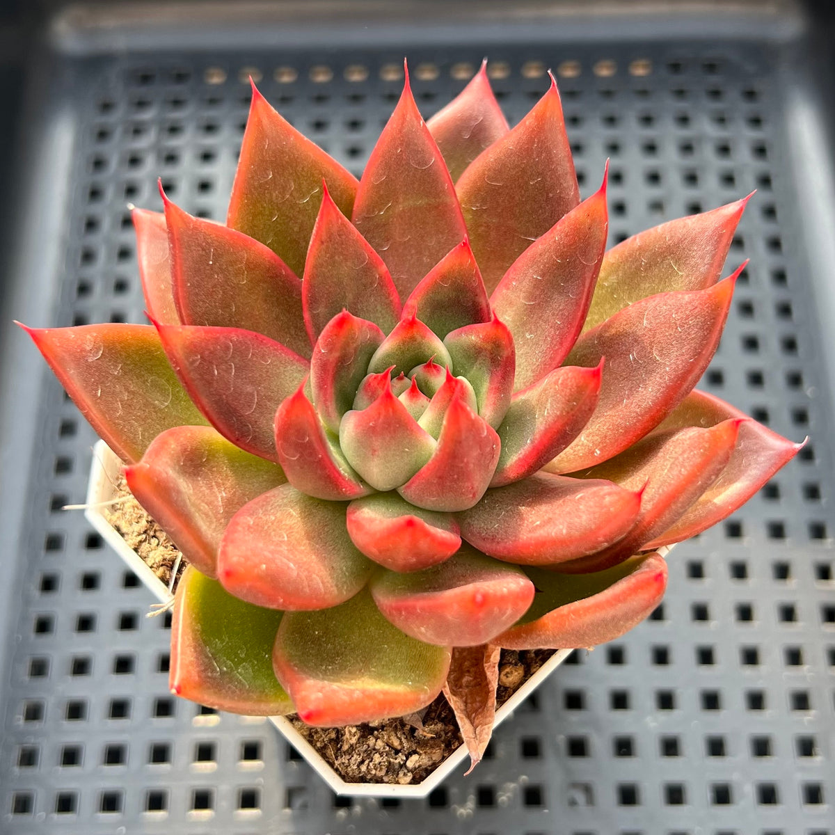 Echeveria Agavoides sp. 3" Succulent Plant (Potted)